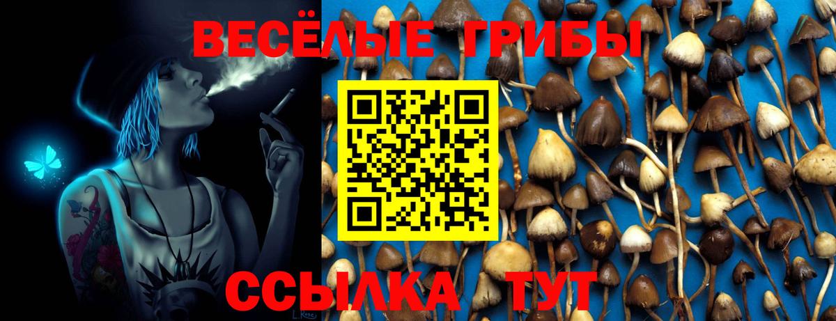 Галлюциногенные грибы Psilocybine cubensis  Городец 